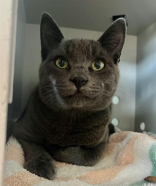 adoptable Cat in San Francisco, CA named CRUMBS