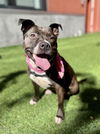 adoptable Dog in San Francisco, CA named ROXY