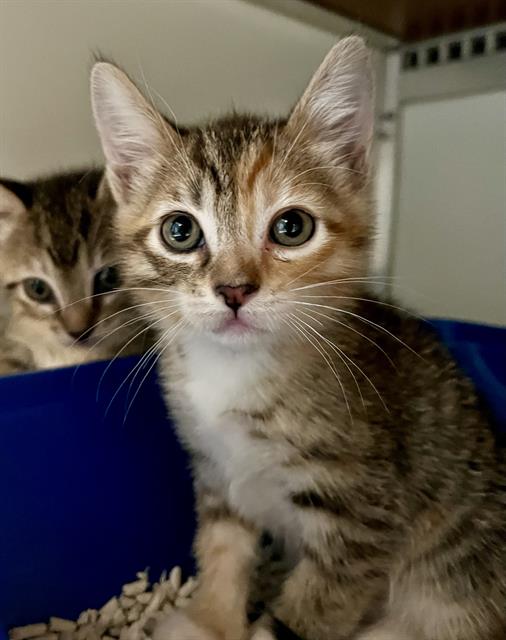 adoptable Cat in San Francisco, CA named PACIFIC