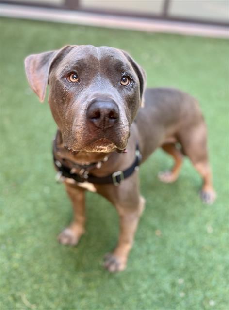 adoptable Dog in San Francisco, CA named DUKE SILVER