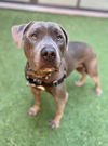 adoptable Dog in , CA named DUKE SILVER