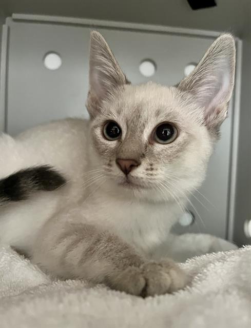 adoptable Cat in San Francisco, CA named CALEB