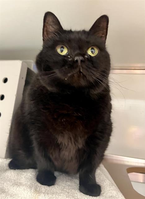 adoptable Cat in San Francisco, CA named SALEM