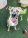 adoptable Dog in , CA named WINN DIXIE