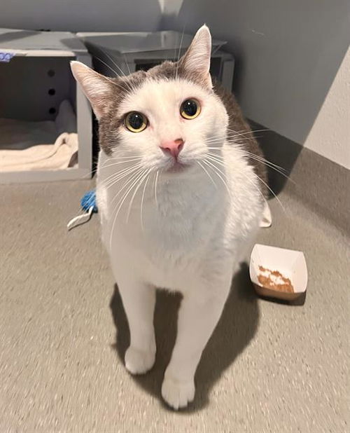 picture of the cat needing adoption