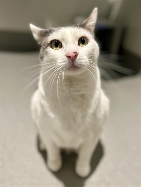 picture of the cat needing adoption