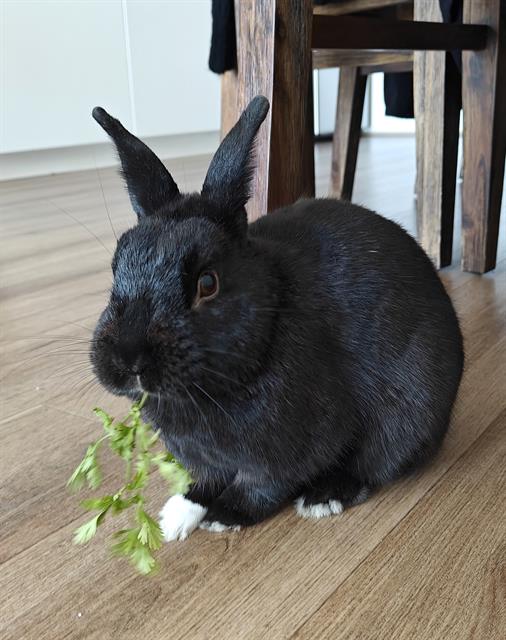 adoptable Rabbit in San Francisco, CA named ARLO
