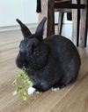 adoptable Rabbit in  named ARLO