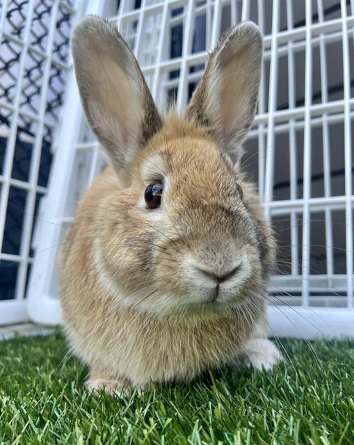 adoptable Rabbit in San Francisco, CA named MACK