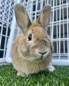 adoptable Rabbit in  named MACK