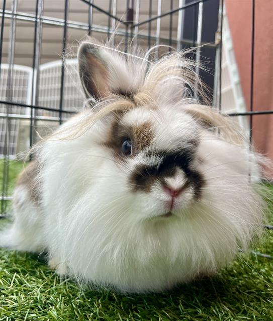 adoptable Rabbit in San Francisco, CA named BROWNIE