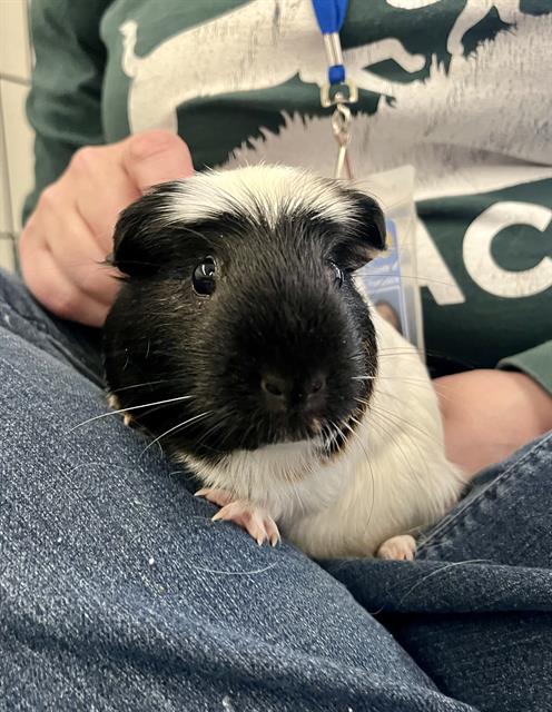 adoptable Guinea Pig in San Francisco, CA named TURMERIC