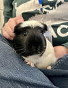 adoptable Guinea Pig in  named TURMERIC