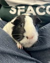 adoptable Guinea Pig in  named CUMIN