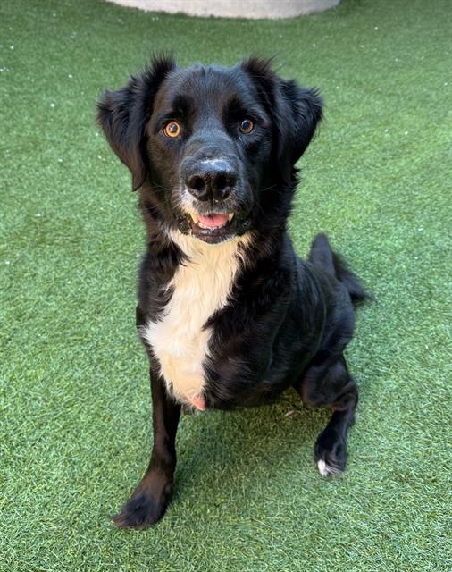 adoptable Dog in San Francisco, CA named CHIP