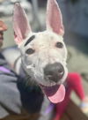 adoptable Dog in San Francisco, CA named PIXEL