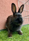 adoptable Rabbit in San Francisco, CA named SADIE