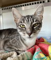 adoptable Cat in San Francisco, CA named TRUDY