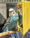 adoptable Bird in  named TACO