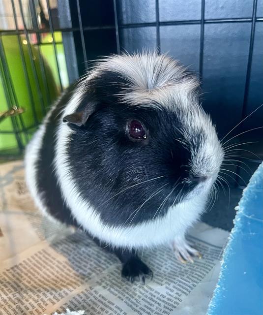 adoptable Guinea Pig in San Francisco, CA named C-3PO