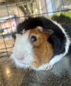 adoptable Guinea Pig in  named R2-D2