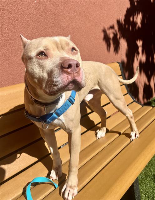 adoptable Dog in San Francisco, CA named BOO