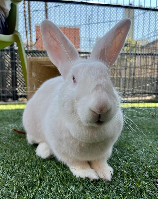 adoptable Rabbit in San Francisco, CA named LADY DAVE