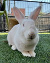 adoptable Rabbit in  named LADY DAVE