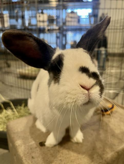 adoptable Rabbit in San Francisco, CA named BRITE