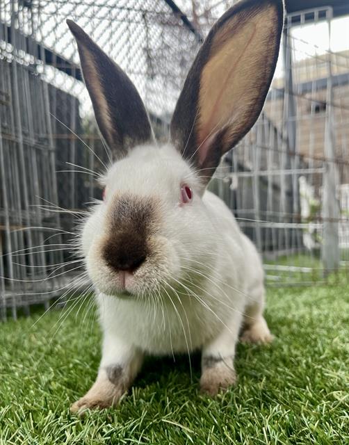 adoptable Rabbit in San Francisco, CA named PIPER