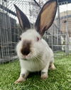 adoptable Rabbit in  named PIPER