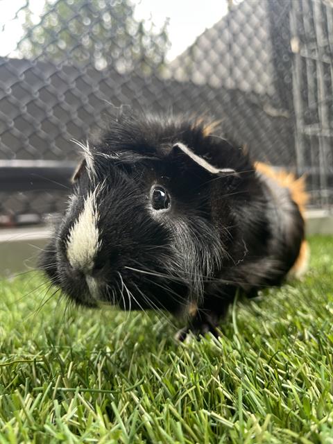 adoptable Guinea Pig in San Francisco, CA named BUCATINI