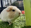 adoptable Guinea Pig in  named SNOWBALL