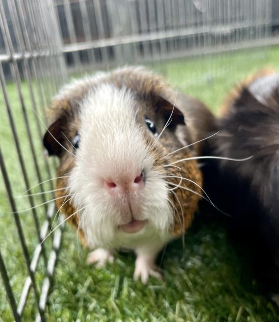 adoptable Guinea Pig in San Francisco, CA named COFFEE
