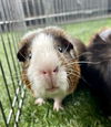 adoptable Guinea Pig in  named COFFEE