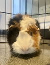 adoptable Guinea Pig in  named SWEETHEART