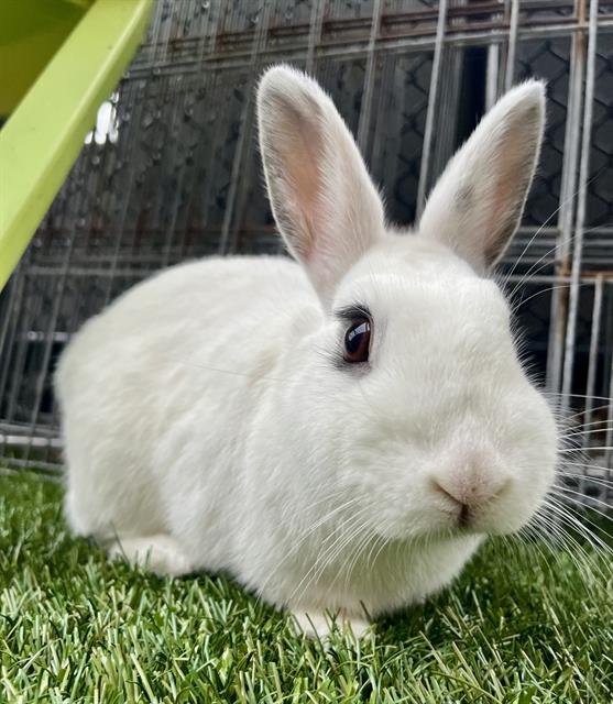 adoptable Rabbit in San Francisco, CA named LEMON