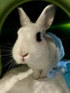 adoptable Rabbit in  named LIME