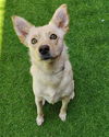 adoptable Dog in San Francisco, CA named LUCY