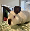 adoptable Rabbit in  named DEVYN