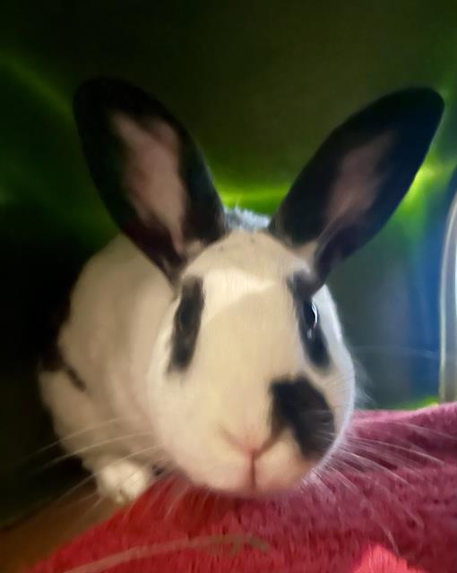 adoptable Rabbit in San Francisco, CA named DENVER