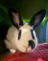 adoptable Rabbit in San Francisco, CA named DENVER
