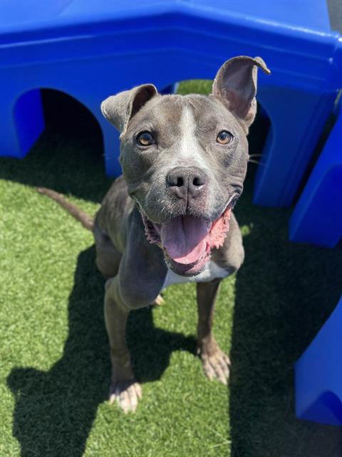 adoptable Dog in San Francisco, CA named BIGGIE