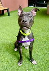 adoptable Dog in San Francisco, CA named MINK