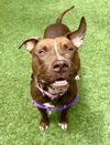 adoptable Dog in  named PEANUT BUTTER