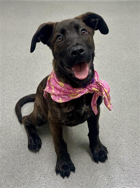 adoptable Dog in San Francisco, CA named BELLIE
