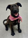 adoptable Dog in  named BELLIE