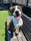 adoptable Dog in  named WILLIAM