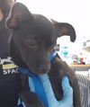 adoptable Dog in  named BUBBLEGUM