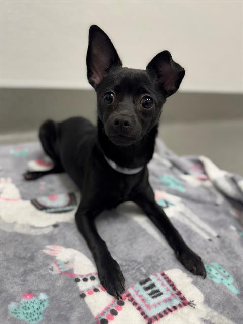 adoptable Dog in San Francisco, CA named BUBBLEGUM